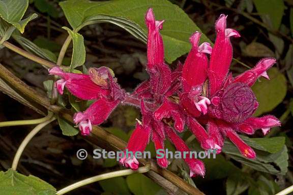 salvia wagneriana 2 graphic